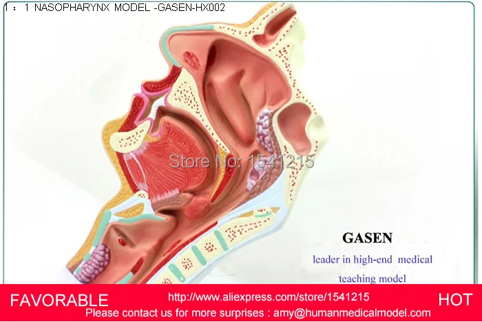 Анатомическая модель структура горла имеет увеличенную гортани хряща MODEL-GASEN-HX002