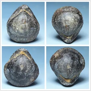 Природные средние Owls Head Bay olekranon окаменелости улитки Devonian fossil brachiopods оригинальный