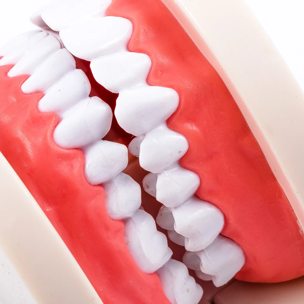 1 шт. телесный розовый цвет Стоматологическое обучение взрослых Стандартный