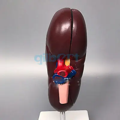 2 раза увеличенные почки человека с надпочечными железными анатомическими