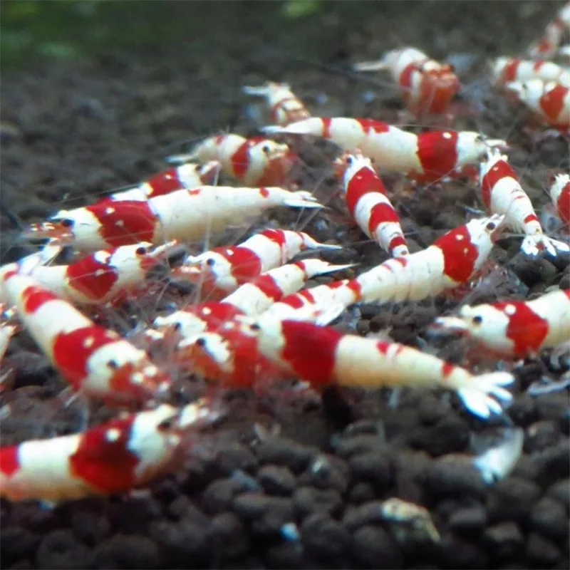 Kingccpet 40g Аквариум креветка пчелы кормления Еда Benibachi красная пчела вишневые