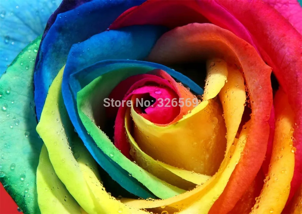 

Free shipping blossom flower prints WK-- (308) canvas oil painting