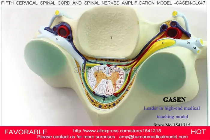 Пятая Шейная модель позвоночника спинного мозга шейного отдела для изучения вен