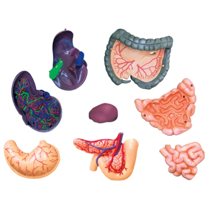 

4D 1:2.5 Half open human body Intelligence Assembling Toy HumanOrgan Anatomy Model Medical Teaching DIY Popular Science Applian
