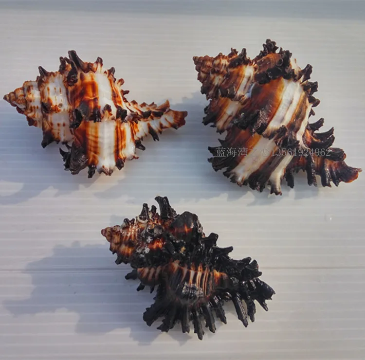 New Fashion Natural Conch Shell Conch Home Decoration Conch Hermit Crab Shell Micro-landscape Mediterranean Ornaments Specimens