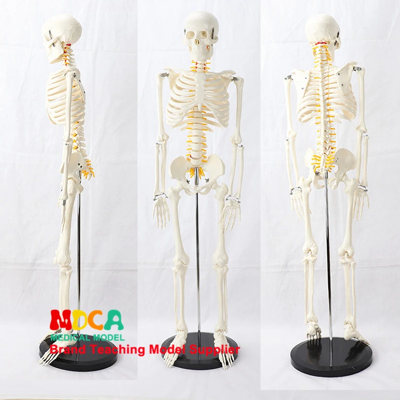 Модель человека скелета спинномозговой нерв 85 см|Медицинская наука| |