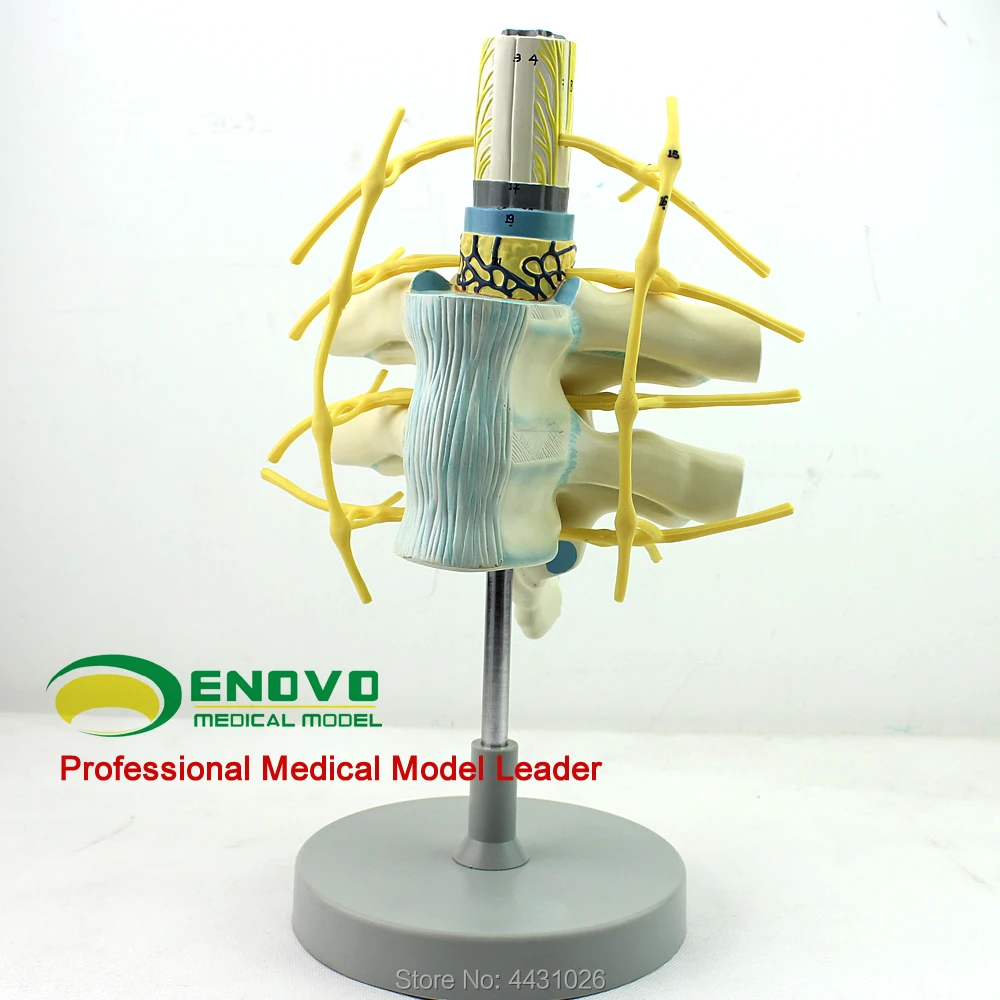 

ENOVO Nerve fiber bundle in the spinal cord model of the thoracic spinal cord