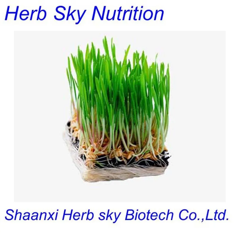 100% натуральные травы ячменя p. e для Травы Ячменя Капсулы 200 г/лот|grass decor|grass carpetgrass