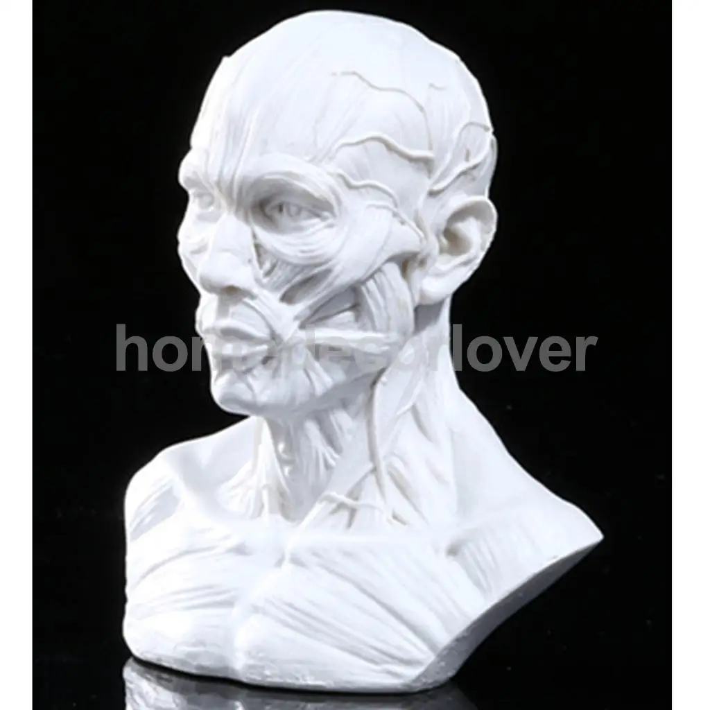 4 &quotмодель человека череп для изучения анатомии голова мышечная кость