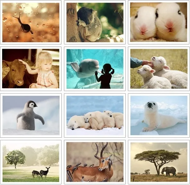 32 шт. Набор открыток Природа домашних животных/поздравительная открытка