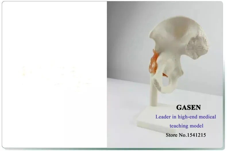 Медицинская Анатомия человека модель скелета бедра кости и суставов движение