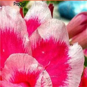 Ngryise 5 шт. набор Adenium obesum пустынная Роза