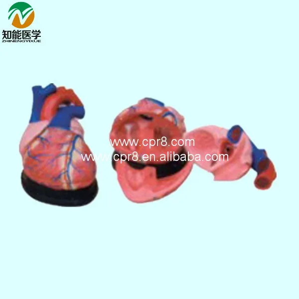 Женская модель большой анатомии сердца 4 раза G069