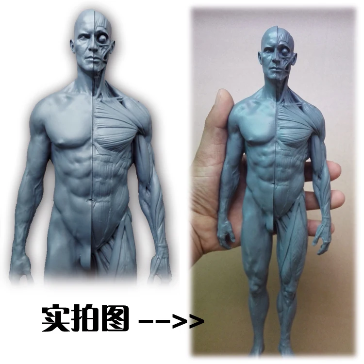 30 см скелет человека анатомический инструмент модель черепа мышечная кость