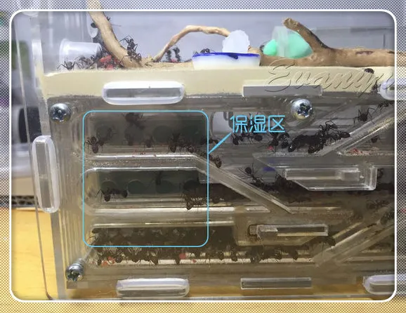 150 мм x 54 мм x 110 мм Большой DIY влага с области кормления Муравьиное гнездо, муравьиная ферма акрил, насекомые муравьиные гнезда вилла домашние муравьи