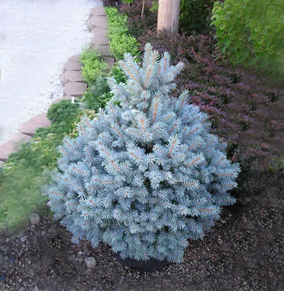 100 шт. в упаковке Голубая ель Picea горшечная Рождественская елка бонсай Сосновая