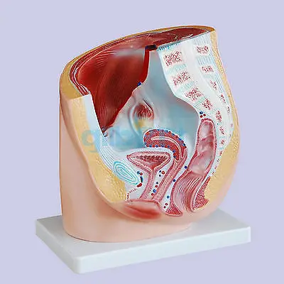 Медицинская анатомическая модель таза для женщин|anatomical model|female humanfemale pelvic anatomy |