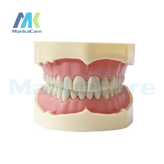 Manka Care - BF Type Study Model/28 pcs Tooth/Soft Gum/Screw fixed/Without Articulator Oral Model Teeth Tooth Model