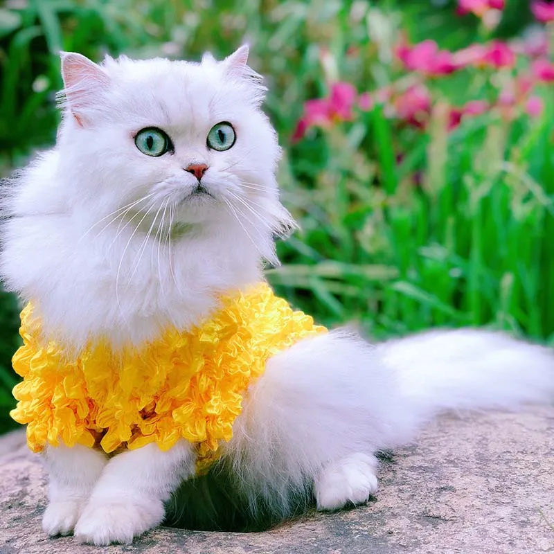 Одежда для домашних животных, котов, костюмы кошек, одежда для собак, теплая одежда для собак, кошек, худи, одежда для домашних животных, одежда для домашних животных, костюм для домашних животных
