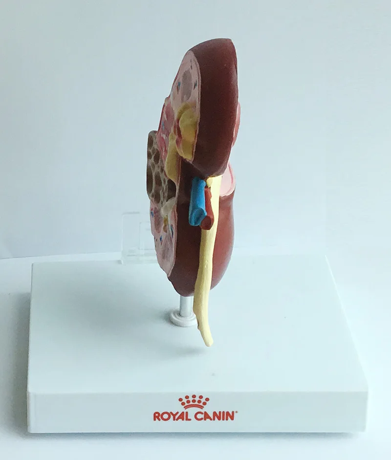 1 шт. анатомическая модель 2-сторонняя больных анатомии Medica l клубочках почек нефрона r еналь анатомическая модель