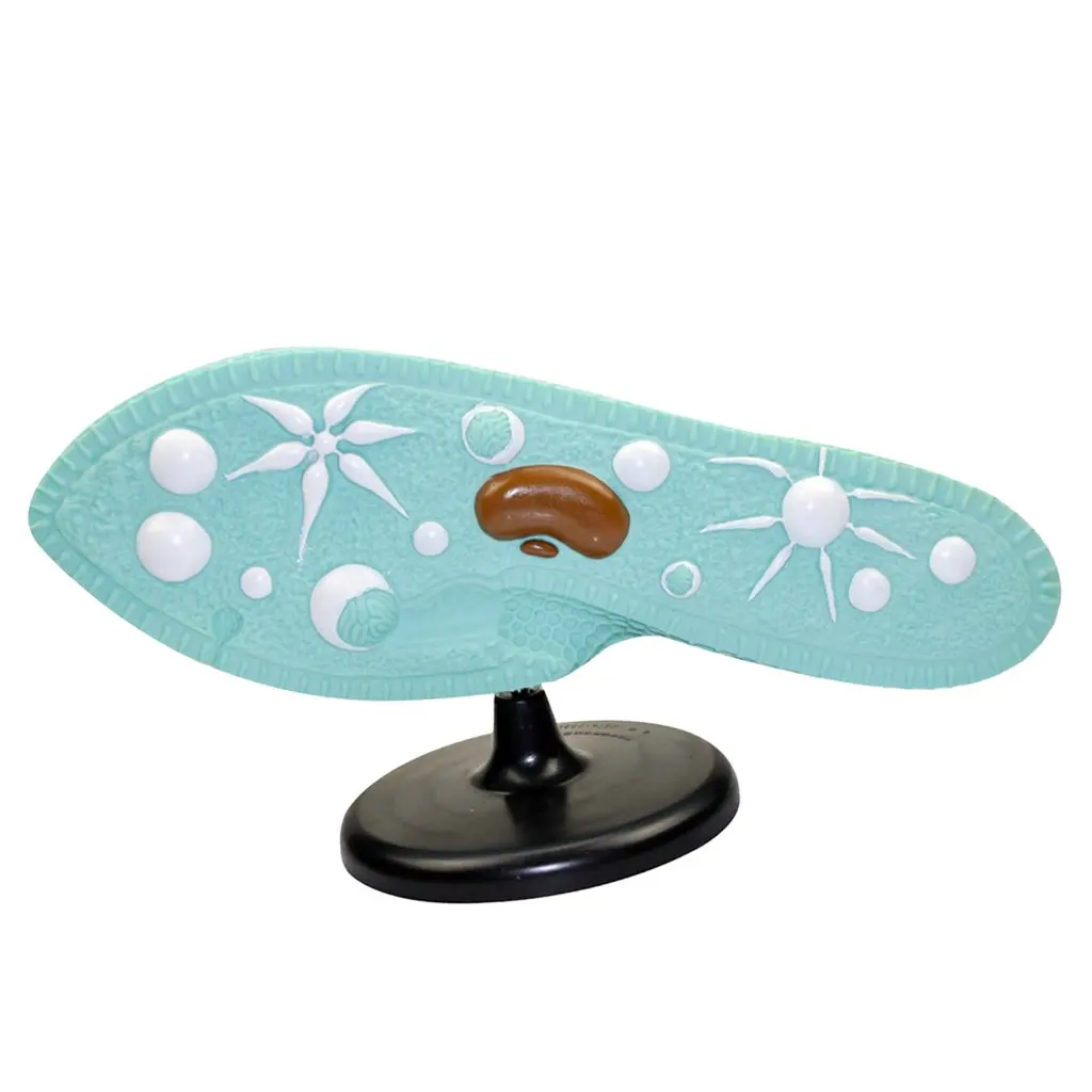 

PVC Paramecia Model Structure Science Biology Anatomical Model for School Teaching Tool Learning Display Lab Supplies