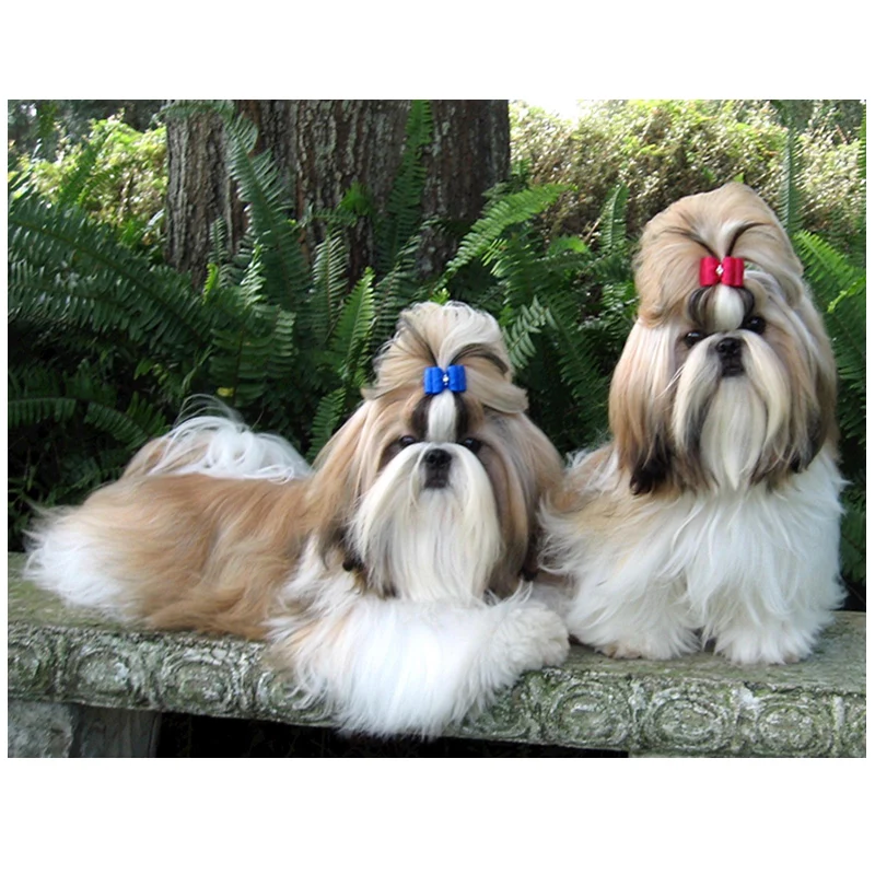 Алмазная вышивка сделай сам Shih Tzu щенки собаки Домашние животные 5D
