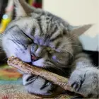 Зубная паста для кошек мататаби натуральная кошачья мята, 1520 шт., плод актинидии