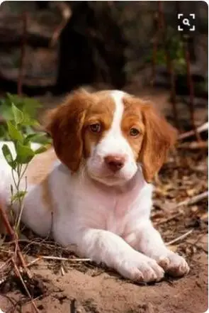 Прямая поставка-ожерелье с собакой Бретани | Украшения и аксессуары