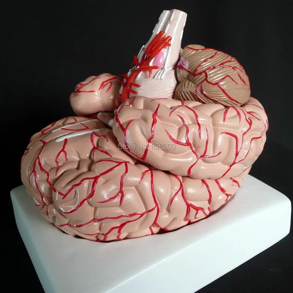 Человеческий анатомический мозг с артериями череп респиратор искусственный