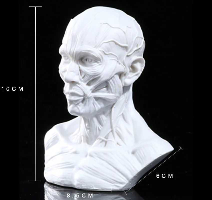 

Resin Skull Amazon Muscle Skull Simulated Skull Skull Medical Skull Halloween Projects