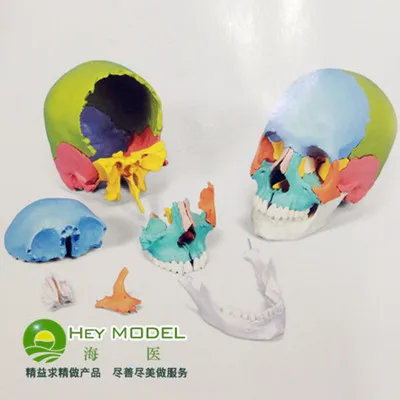 Модель с цветным черепом съемная модель из 22 предметов бесплатная доставка|colored