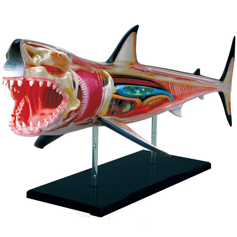 Прозрачная 4D головоломка модель животного анатомия акулы собранная с костями и