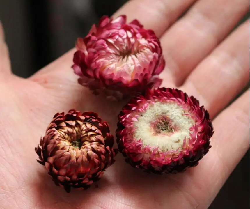 60 шт. 2-3 см сушеная Сохраненная головка Helichrysum Bracteatum для поделок Подарочный