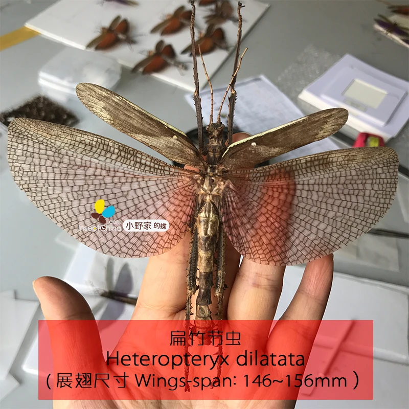 Heteropteryx dilatata замкнутый мужчины|Статуэтки и миниатюры| |