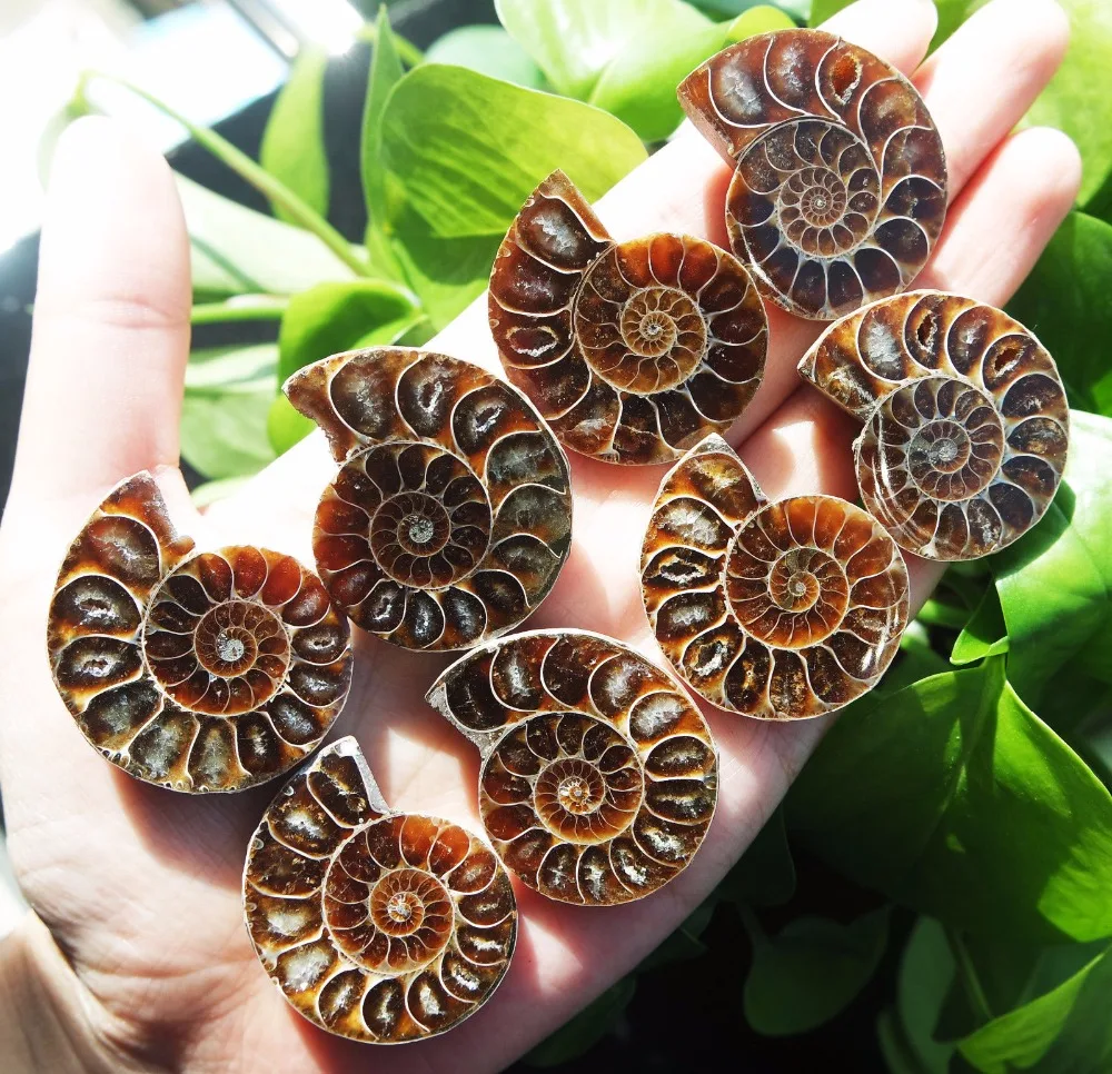 4 пары Полуразрезанный аммонитовый корпус Юрского периода|Камни| |