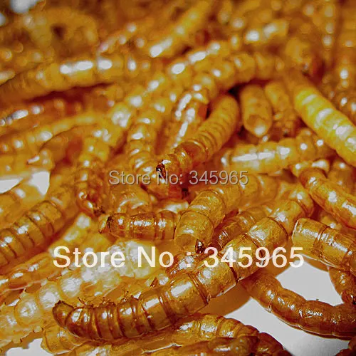 

free shipping Dried mealworms Tenebrio hamster arowana fish feed food turtle food myna bird food