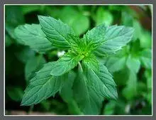 Известный Бренд Чистый Натуральный Ароматерапия Масло Мяты Перечной Облегчить