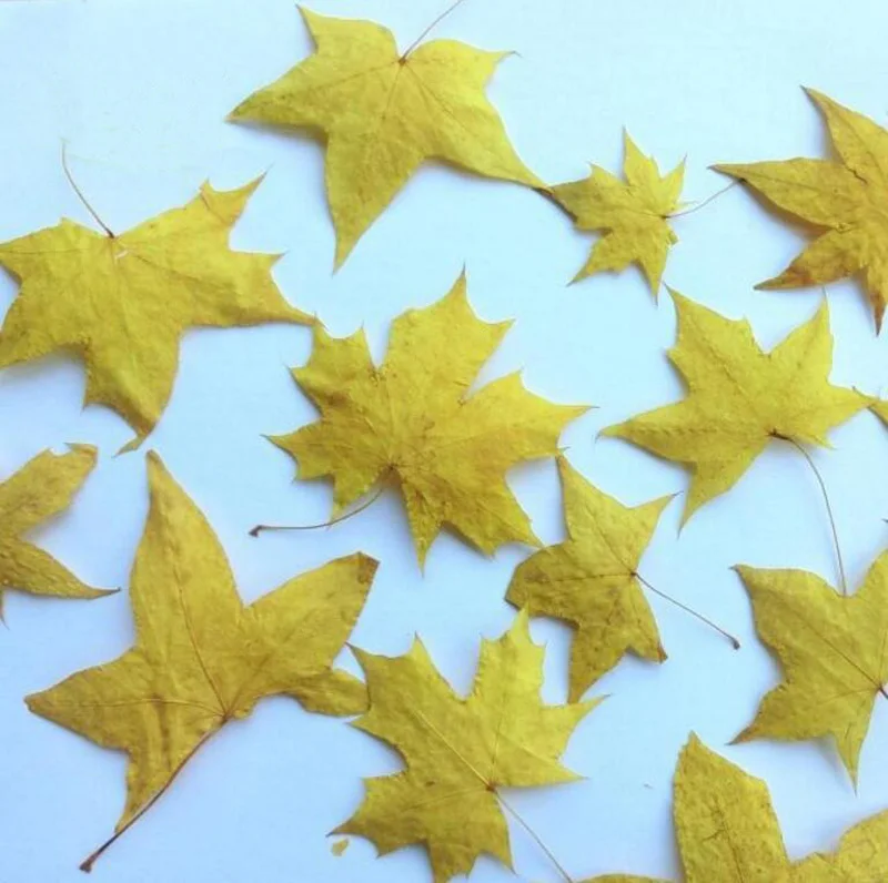 100 шт. желтые искусственные листья клена|dried maple leaves|leaf plantsmaple leaf |