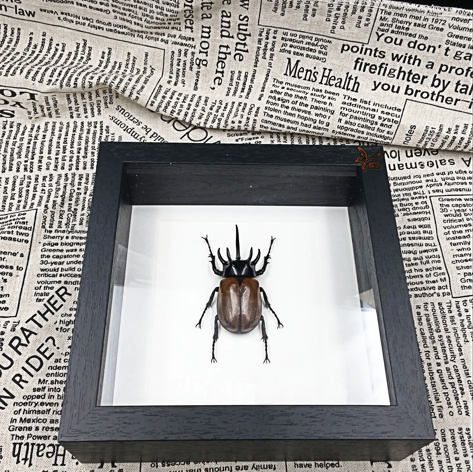 Образцы насекомых Eupatorus gracilicornis с рамкой обучающее оборудование пятирогатый