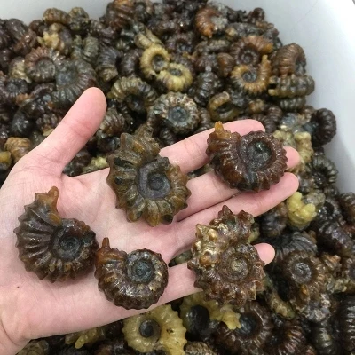5 шт. натурального полированного &quotРог козы&quot окаменелости аммониты Douvilleiceras
