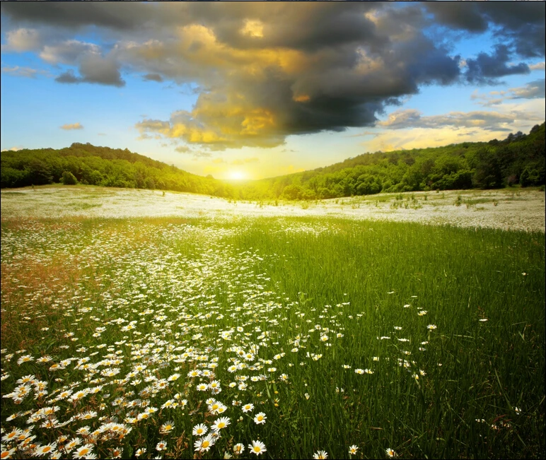 3D фрески на заказ Подсолнухи И пастбища пейзаж природные обои для гостиной