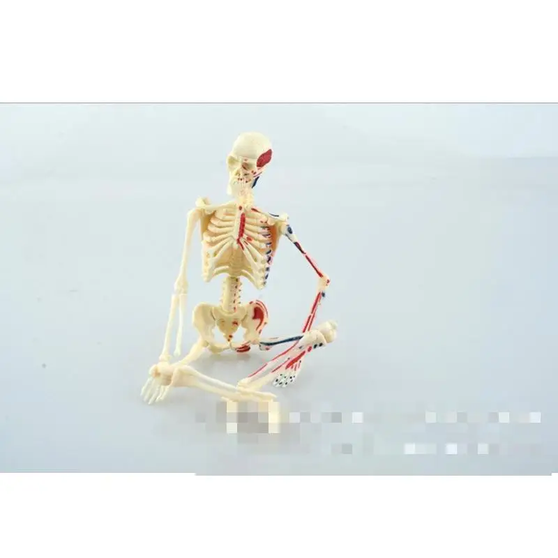 Обучающие ресурсы модель человеческого скелета медицинская обучения