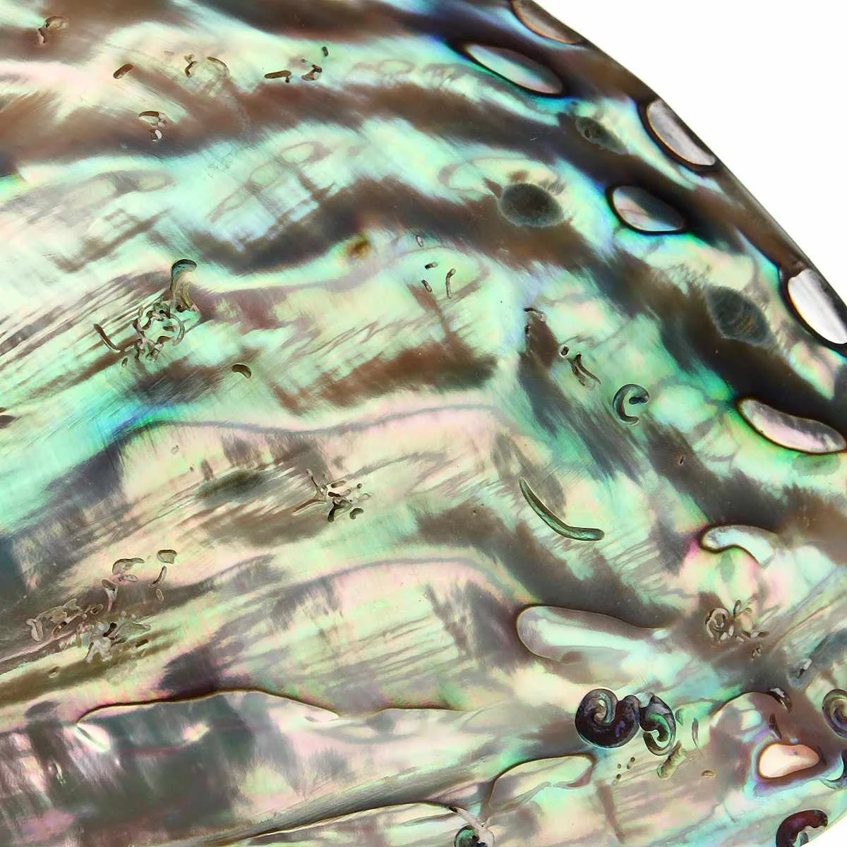 Abalone Shell натуральный корпус Ремесло Ювелирные изделия раковины дома Свадебные украшения Очаровательные Подвески для самостоятельного изготовления ювелирных изделий ожерелье браслет