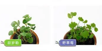 10 шт. Новинка Peropon авто бутылка chuppon игрушка 12 см животное панда свинья