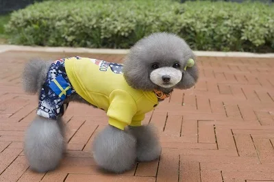 Зимняя хлопковая одежда Y104 для собак теплый милый костюм Микки Мауса домашних на