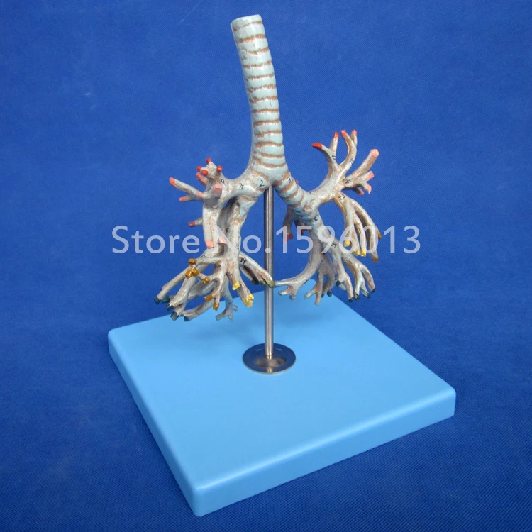 Яркая анатомическая модель бронхиального дерева человека|tree model|model scenery treestree ribbon