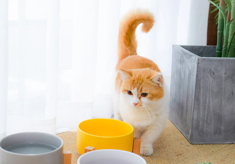 Hoopet кошачья миска бутылочка для подачи воды в Поильник для собак чаша котенка для фонтанчика питьевой воды Еда блюдо чаша для кормления домашних животных Товары