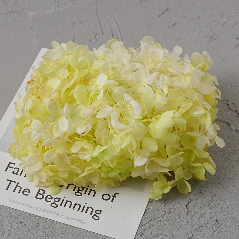 White-green gradient Гортензия оптом вечная жизнь цветок Diy Материал посылка стеклянная крышка сделать лепесток головной убор свечи делая поставки velas de cera - Цвет: White-green gradient