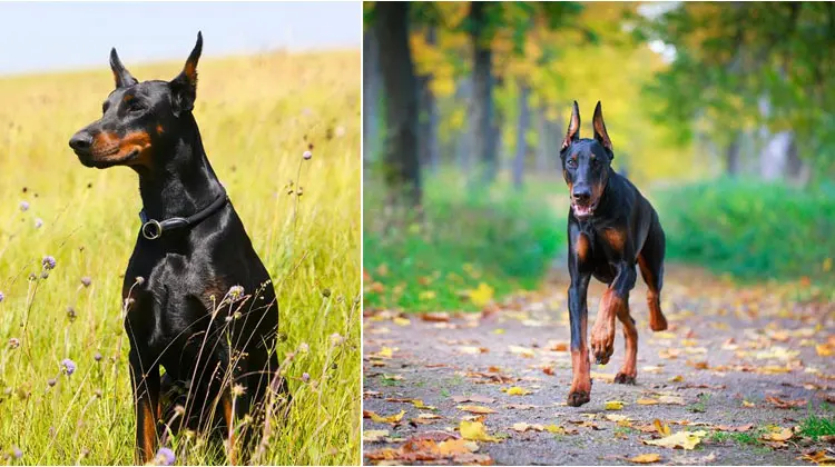 Декоративные подушки для животных, собак, cojines, льняные подушки Doberman Pinscher 45 см, диванные подушки для автомобиля