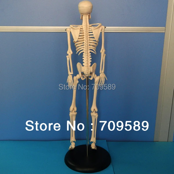 Мини скелет модель человеческого скелета|mini skeleton|human skeleton modelskeleton model |